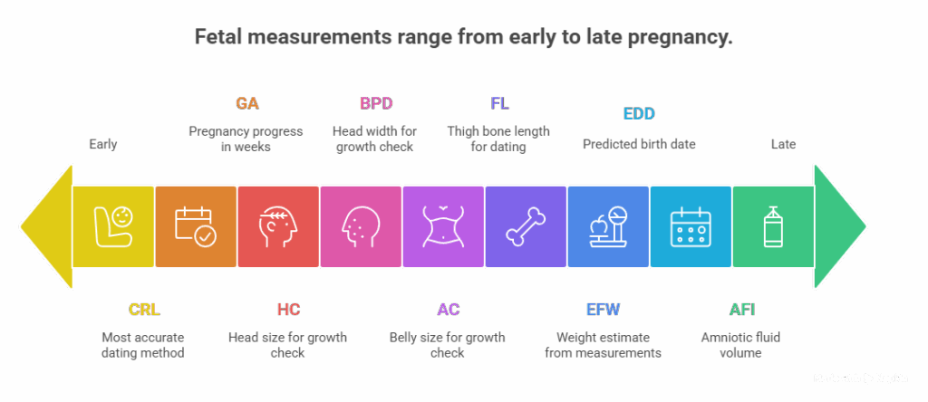 Important Measurements ultrasound report